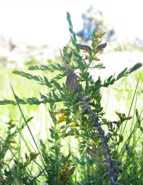 Fotografia da espécie Genista falcata