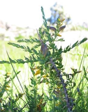 Fotografia 6 da espécie Genista falcata no Jardim Botânico UTAD