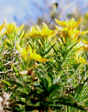 Fotografia 3 da espécie Genista hirsuta subesp. hirsuta no Jardim Botânico UTAD