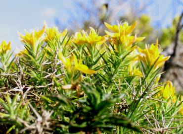 Fotografia da espécie Genista hirsuta subesp. hirsuta