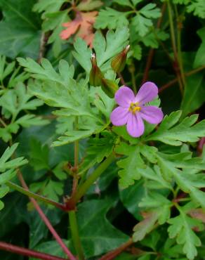 Fotografia 3 da espécie Geranium robertianum subesp. purpureum no Jardim Botânico UTAD