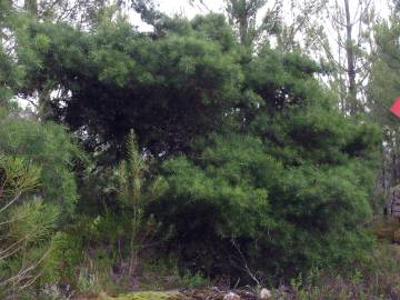 Fotografia da espécie Hakea sericea