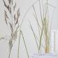 Fotografia 1 de herbário da espécie Agrostis stolonifera no Jardim Botânico UTAD
