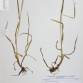 Fotografia 1 de herbário da espécie Alopecurus brachystachyus no Jardim Botânico UTAD
