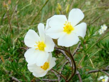 Fotografia da espécie Halimium umbellatum subesp. umbellatum