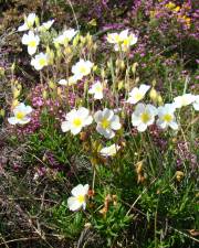 Fotografia da espécie Halimium umbellatum