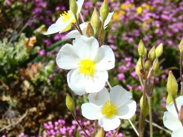 Fotografia da espécie Halimium umbellatum subesp. umbellatum