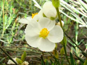 Fotografia da espécie Halimium umbellatum subesp. viscosum