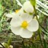 Fotografia 5 da espécie Halimium umbellatum subesp. viscosum do Jardim Botânico UTAD