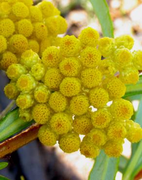 Fotografia 1 da espécie Helichrysum stoechas no Jardim Botânico UTAD