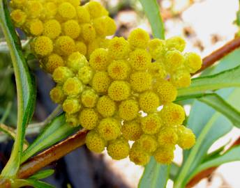 Fotografia da espécie Helichrysum stoechas