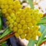 Fotografia 1 da espécie Helichrysum stoechas do Jardim Botânico UTAD