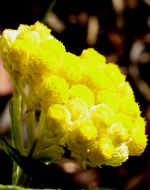 Fotografia 5 da espécie Helichrysum stoechas no Jardim Botânico UTAD