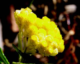 Fotografia da espécie Helichrysum stoechas
