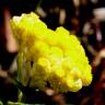 Fotografia 5 da espécie Helichrysum stoechas do Jardim Botânico UTAD