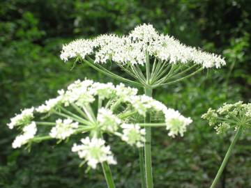 Fotografia da espécie Heracleum sphondylium subesp. sphondylium