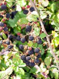 Fotografia da espécie Rubus ulmifolius var. ulmifolius