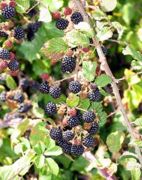 Fotografia 1 da espécie Rubus ulmifolius var. ulmifolius no Jardim Botânico UTAD