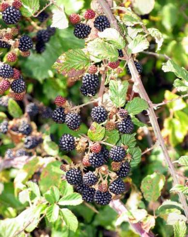 Fotografia de capa Rubus ulmifolius var. ulmifolius - do Jardim Botânico