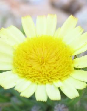 Fotografia 4 da espécie Hispidella hispanica no Jardim Botânico UTAD