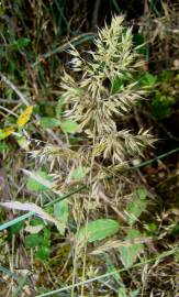 Fotografia da espécie Holcus annuus subesp. duriensis