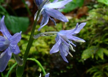 Fotografia da espécie Hyacinthoides paivae