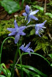 Fotografia da espécie Hyacinthoides paivae