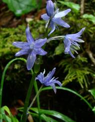 Hyacinthoides paivae