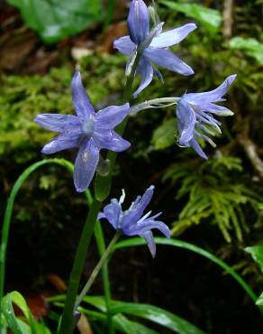 Fotografia 1 da espécie Hyacinthoides paivae no Jardim Botânico UTAD