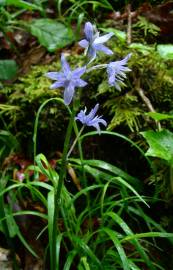 Fotografia da espécie Hyacinthoides paivae