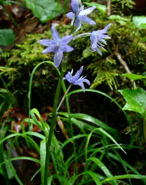 Fotografia 3 da espécie Hyacinthoides paivae no Jardim Botânico UTAD