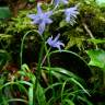 Fotografia 3 da espécie Hyacinthoides paivae do Jardim Botânico UTAD