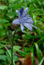 Fotografia da espécie Hyacinthoides paivae