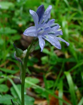 Fotografia 4 da espécie Hyacinthoides paivae no Jardim Botânico UTAD