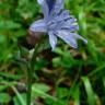 Fotografia 4 da espécie Hyacinthoides paivae do Jardim Botânico UTAD