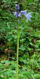 Fotografia da espécie Hyacinthoides paivae