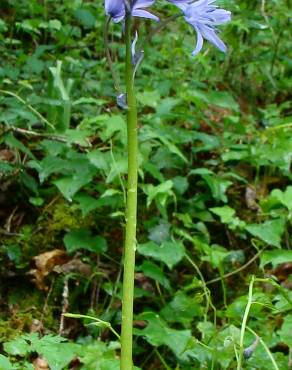 Fotografia 5 da espécie Hyacinthoides paivae no Jardim Botânico UTAD