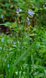 Fotografia da espécie Hyacinthoides paivae