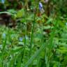 Fotografia 6 da espécie Hyacinthoides paivae do Jardim Botânico UTAD