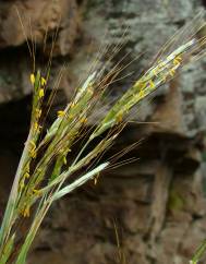 Hyparrhenia hirta subesp. pubescens