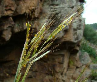 Fotografia da espécie Hyparrhenia hirta subesp. pubescens