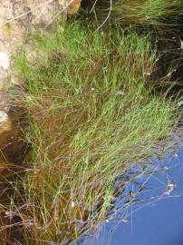 Fotografia da espécie Isolepis fluitans