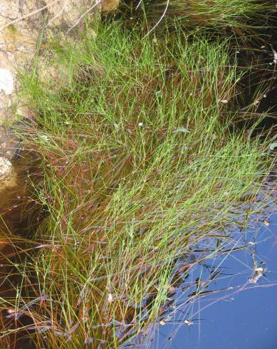 Fotografia de capa Isolepis fluitans - do Jardim Botânico