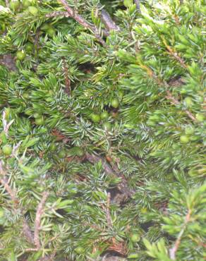 Fotografia 2 da espécie Juniperus communis subesp. alpina no Jardim Botânico UTAD