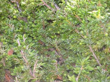 Fotografia da espécie Juniperus communis subesp. alpina