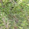 Fotografia 2 da espécie Juniperus communis subesp. alpina do Jardim Botânico UTAD