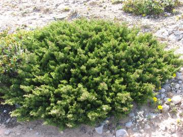 Fotografia da espécie Juniperus phoenicea