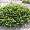Fotografia 7 da espécie Juniperus phoenicea do Jardim Botânico UTAD