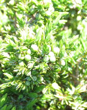 Fotografia 3 da espécie Juniperus communis subesp. alpina no Jardim Botânico UTAD