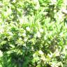 Fotografia 3 da espécie Juniperus communis subesp. alpina do Jardim Botânico UTAD